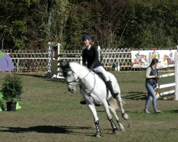 Reitturnier Wernigerode 2018