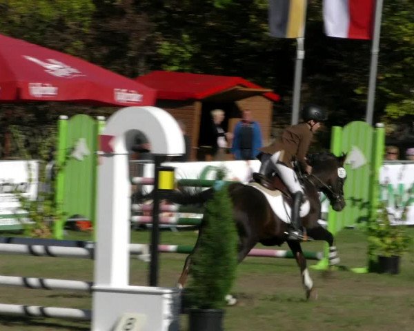 Reitturnier Wernigerode 2018