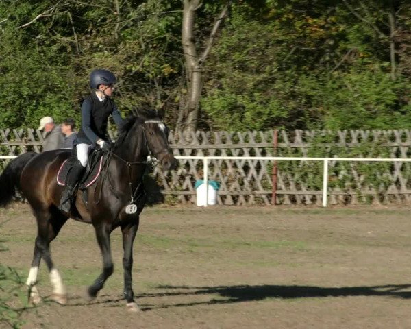 Reitturnier Wernigerode 2018