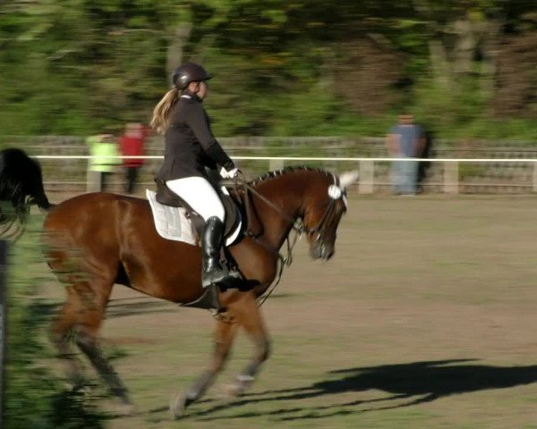 Reitturnier Wernigerode 2018