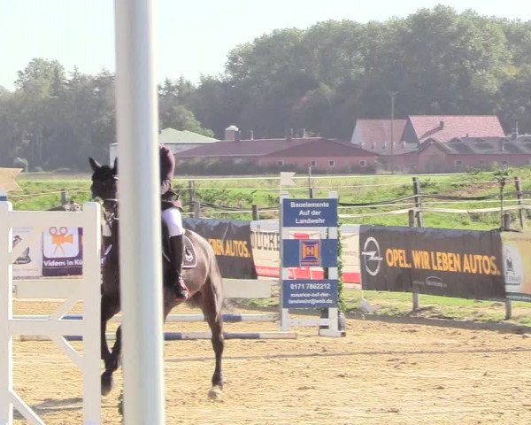 Reitturnier Lüdinghausen-Westrup 2018