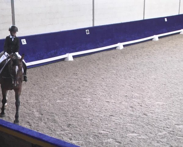 Reitturnier Pforzheim 2018