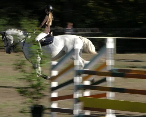 Reitturnier Wernigerode 2018