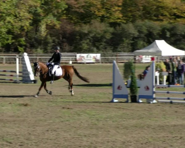 Reitturnier Wernigerode 2018