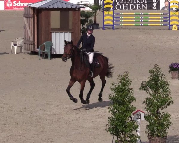 Reitturnier Westergellersen 2021