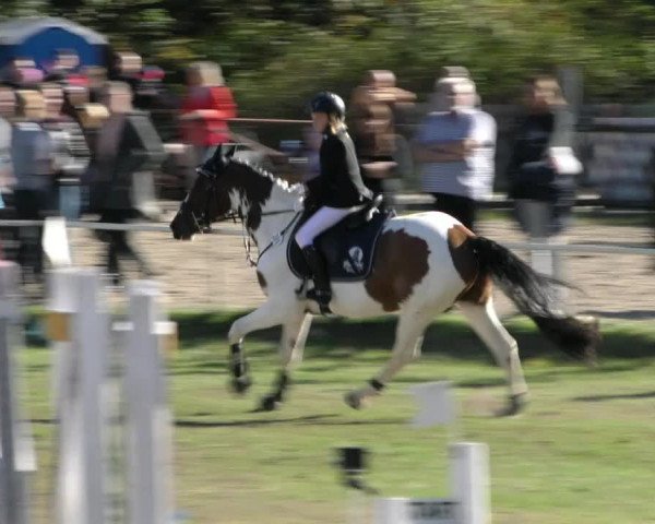 Reitturnier Wernigerode 2018