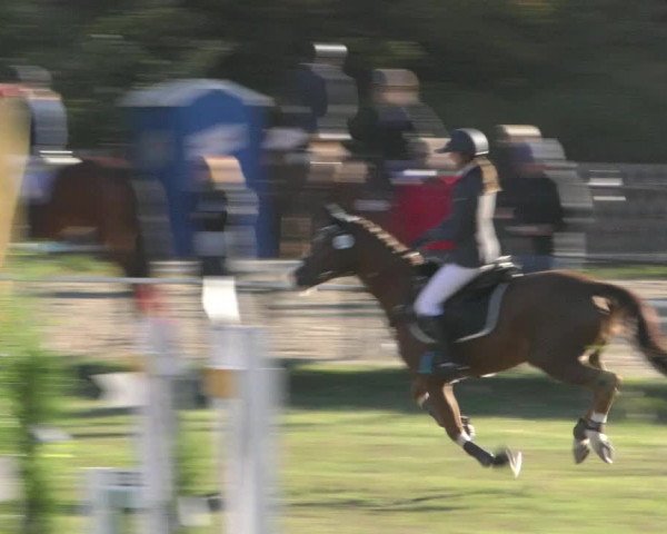 Reitturnier Wernigerode 2018