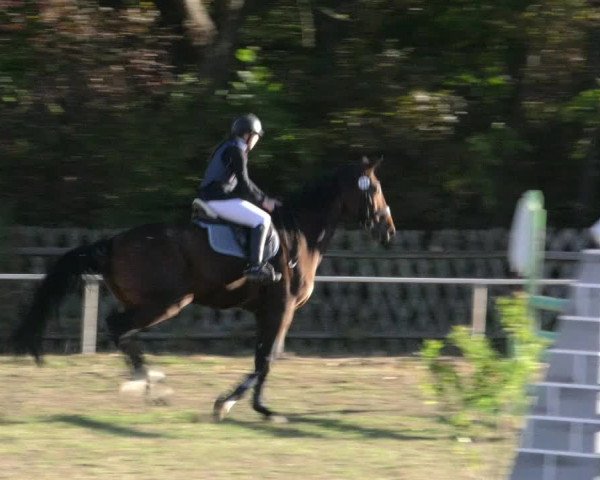 Reitturnier Wernigerode 2018