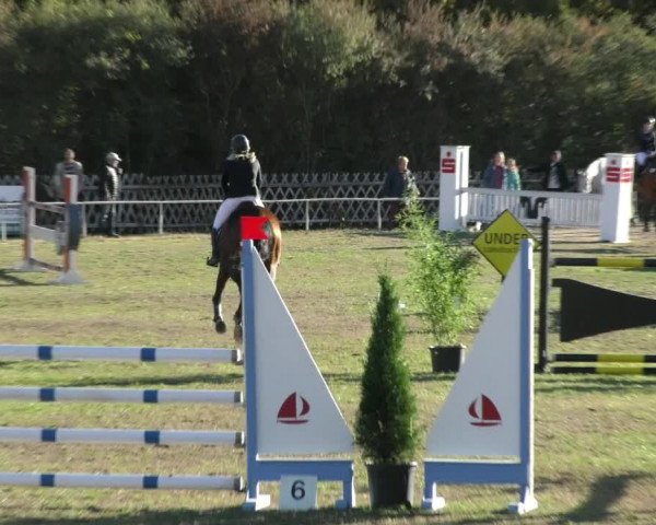 Reitturnier Wernigerode 2018