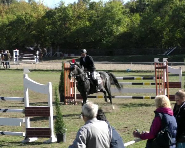 Reitturnier Wernigerode 2018