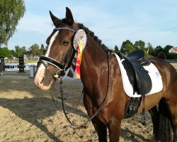 dressage horse Arvalon Siriel (Welsh-Cob (Sek. D), 2004, from Dwyfor Scooby Do)