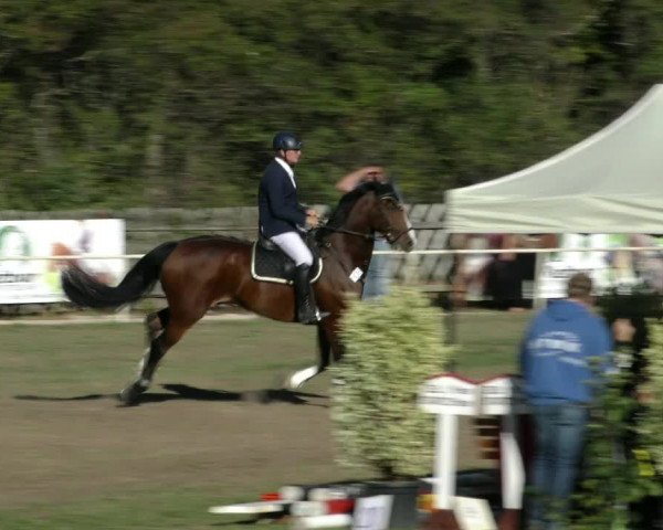 Reitturnier Wernigerode 2018
