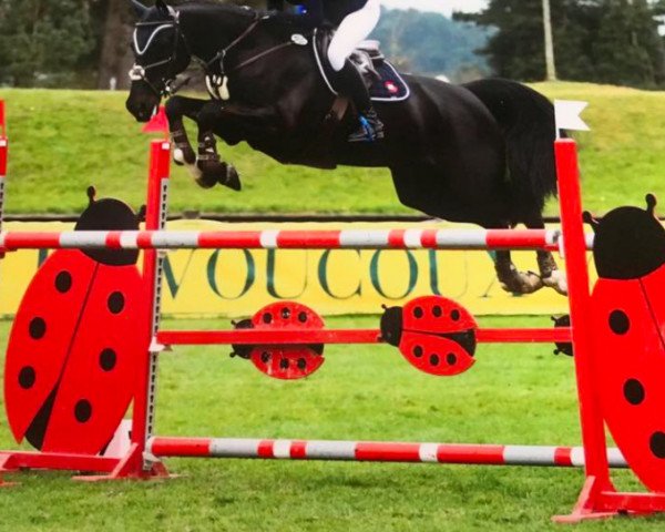jumper El Vigo (KWPN (Royal Dutch Sporthorse), 2009, from Ukato)