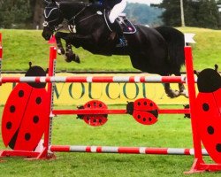 jumper El Vigo (KWPN (Royal Dutch Sporthorse), 2009, from Ukato)