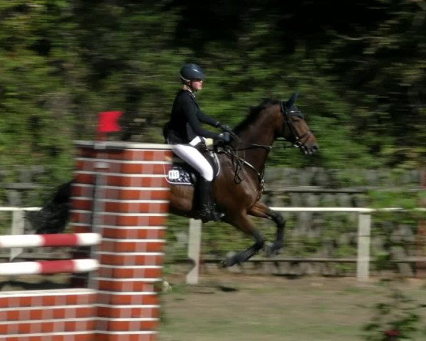 Reitturnier Wernigerode 2018