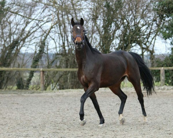 jumper Edelfee D (KWPN (Royal Dutch Sporthorse), 2009, from Lexicon)