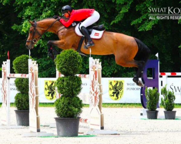 broodmare Chiquina Colada (KWPN (Royal Dutch Sporthorse), 2007, from Chiquitin La Silla)