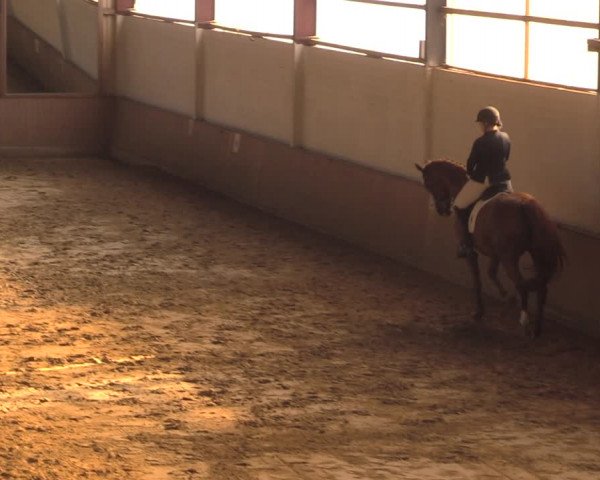 Reitturnier Lüdinghausen-Westrup 2018
