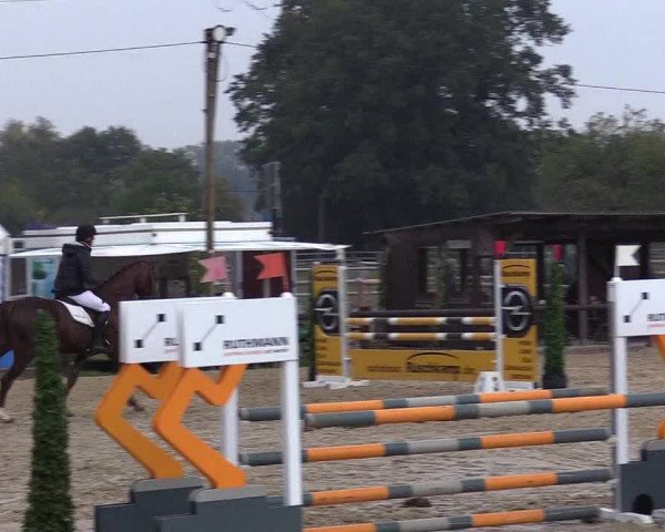 Reitturnier Lüdinghausen-Westrup 2018