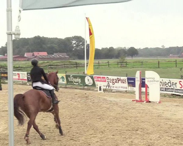 Reitturnier Lüdinghausen-Westrup 2018