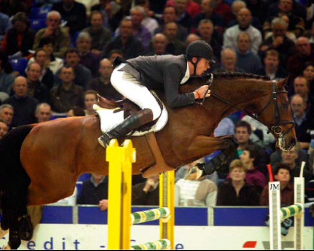stallion Ovidius (KWPN (Royal Dutch Sporthorse), 1996, from Aldatus Z)