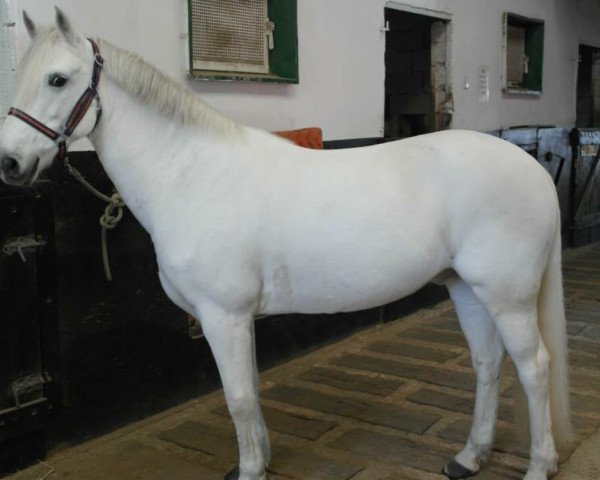 jumper Opera du Clos (Connemara Pony, 2002, from Lord Ravary)