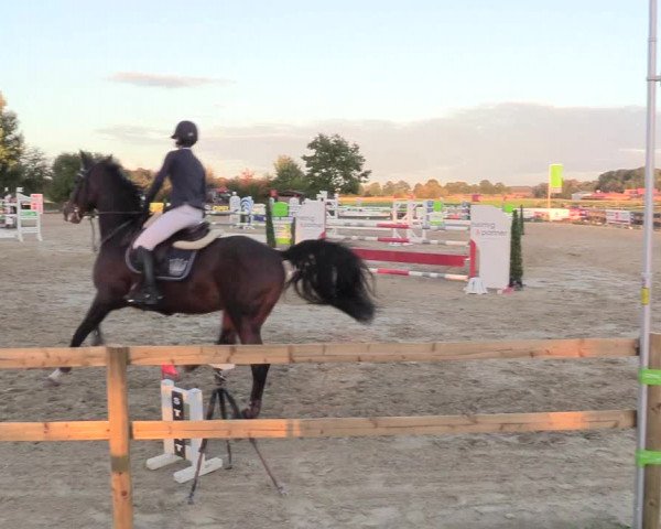 Reitturnier Lüdinghausen-Westrup 2018