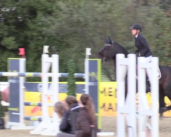 Reitturnier Lüdinghausen-Westrup 2018