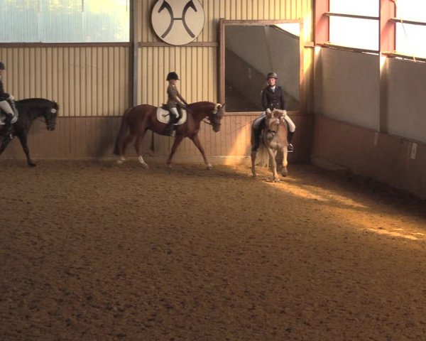 Reitturnier Lüdinghausen-Westrup 2018