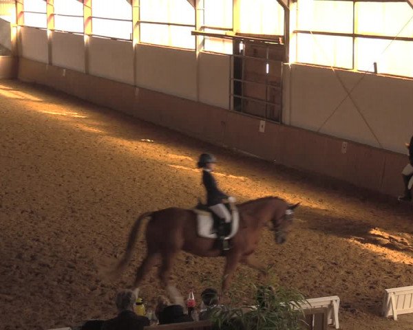 Reitturnier Lüdinghausen-Westrup 2018