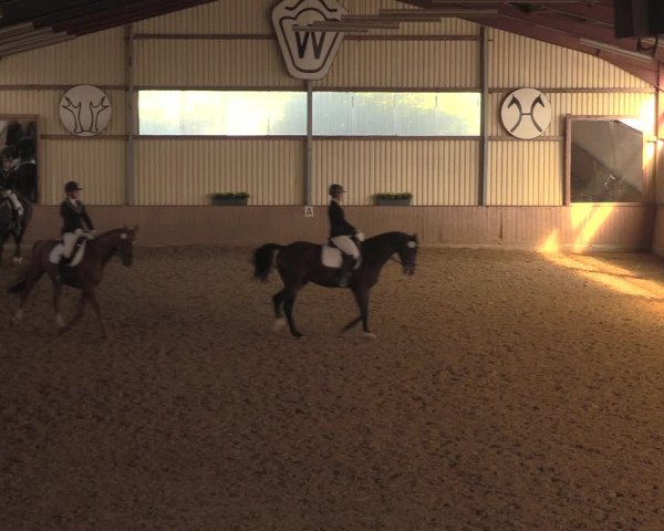 Reitturnier Lüdinghausen-Westrup 2018