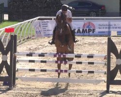 Springpferd Louisville 5 (Oldenburger, 2011, von Lord Pezi)