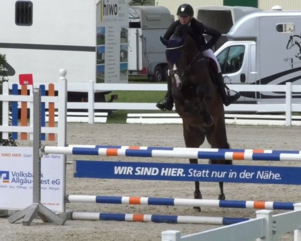 jumper Carl 88 (Württemberger, 2012, from Carrico)