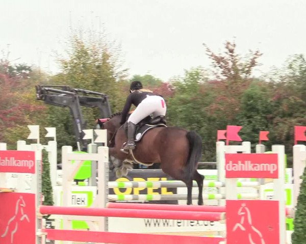 Reitturnier Lüdinghausen-Westrup 2018