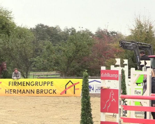 Reitturnier Lüdinghausen-Westrup 2018