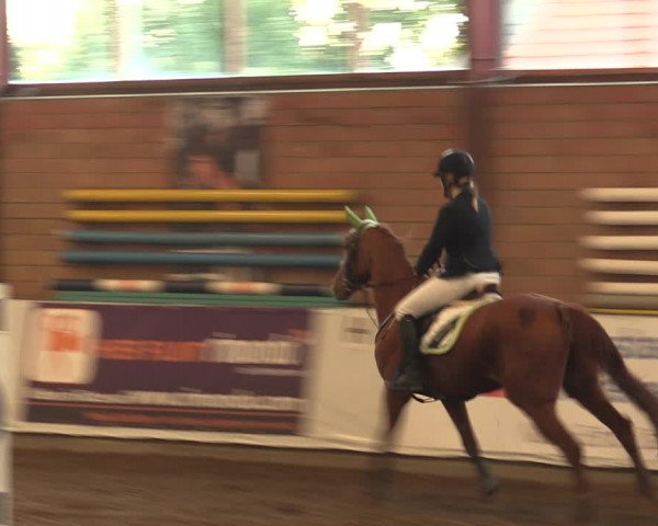 Reitturnier Ovenstädt 2018