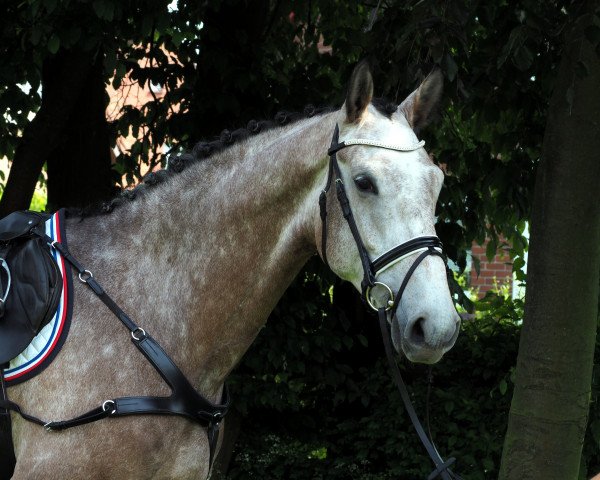 Springpferd Piana 40 (Oldenburger Springpferd, 2012, von Perigueux As) Springpferd Piana 40 (Oldenburger Springpferd, 2012, von Perigueux As)