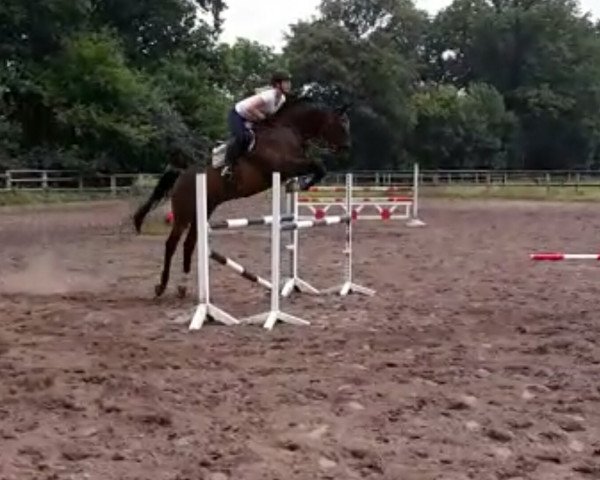 jumper Cavus (German Sport Horse, 2007, from Con Sherry)