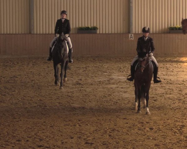 Reitturnier Lüdinghausen-Westrup 2018