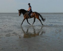dressage horse Feivel (Westphalian, 2011, from Fanfani 4)