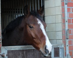 Springpferd Lando Lino (Mecklenburger, 2010, von Lando-Lindo)