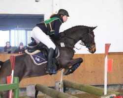 jumper Cleo 172 (German Warmblood, 2005, from Continue)