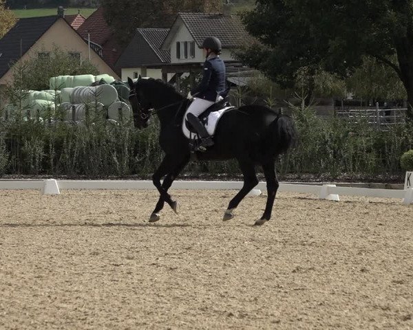 Reitturnier Deitingen 2018