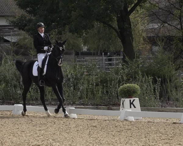 Reitturnier Deitingen 2018