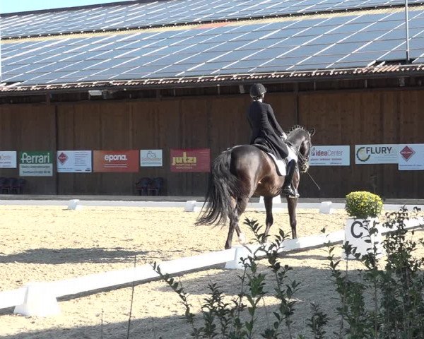 Reitturnier Deitingen 2018