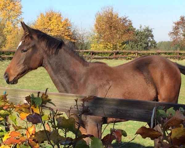 horse Goldrichtig (Trakehner, 2016, from High Motion 2) horse Goldrichtig (Trakehner, 2016, from High Motion 2)