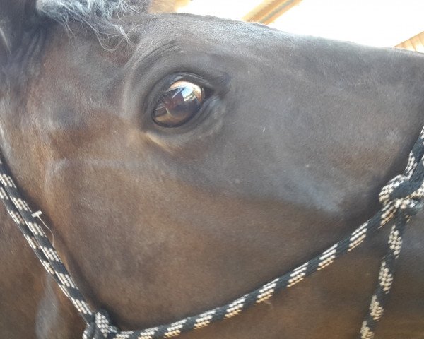 Pferd Pia-Pescara (Rheinländer, 2006, von Prado)