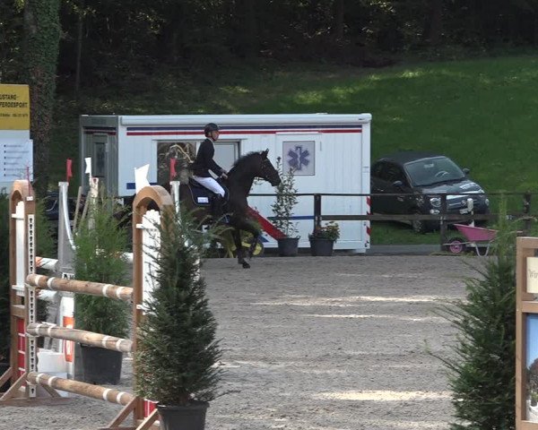 Reitturnier Sins 2018