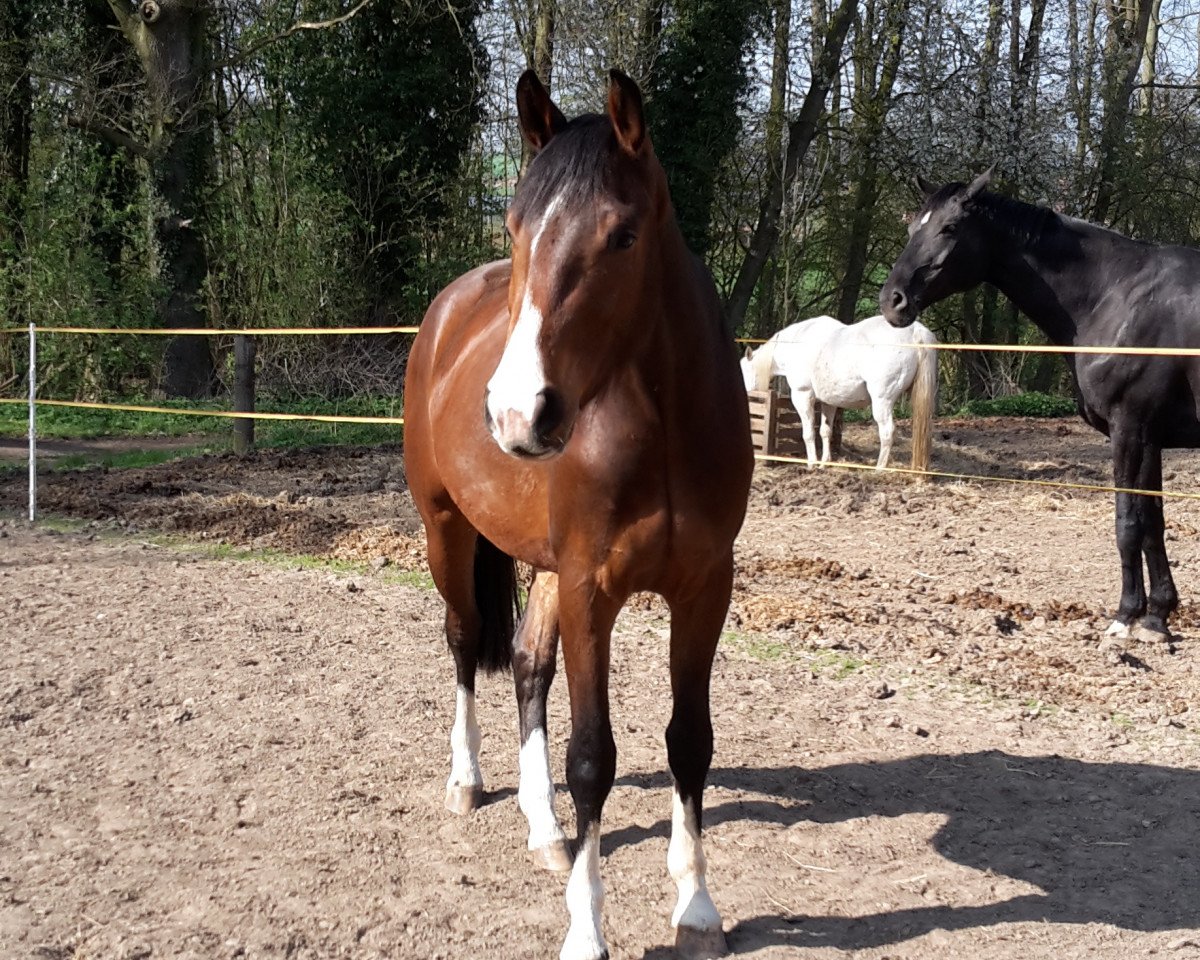 Cavallo da Dressage Elmo 41 (Hannover, 2014, di Estobar NRW)