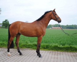 jumper Lodovico (Hanoverian, 2009, from Ludwig von Bayern 168 FIN)